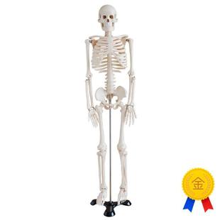 高端仿真美术艺用医用85CM人体骨骼骨K架模型骨骼医学教学模型