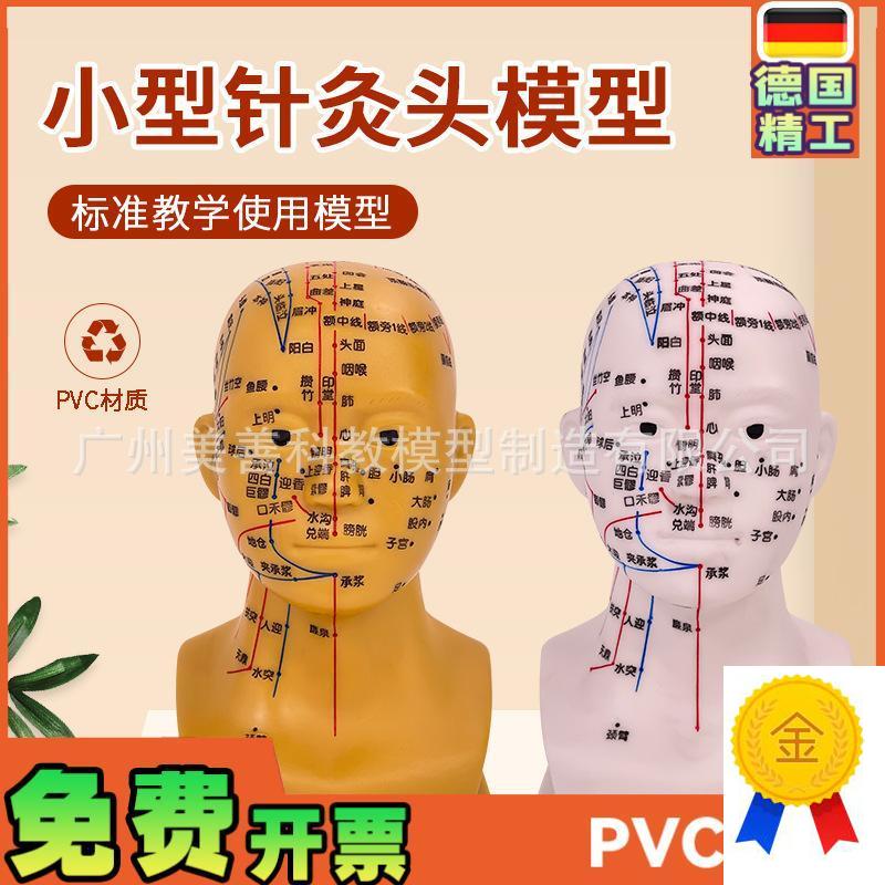 头部针灸穴位模型人体头部针灸模型D20CM小型头部四功能针灸模型