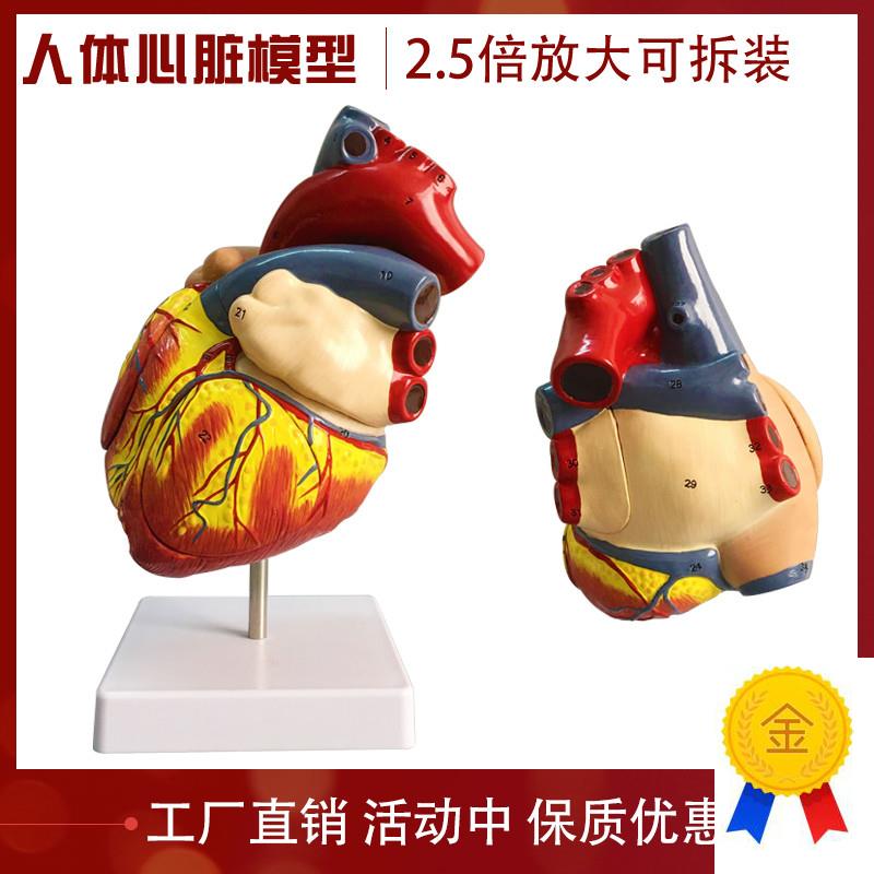 教学仿真两倍放h大心脏模型心脏解剖心室心脏标本仿真人体器官内
