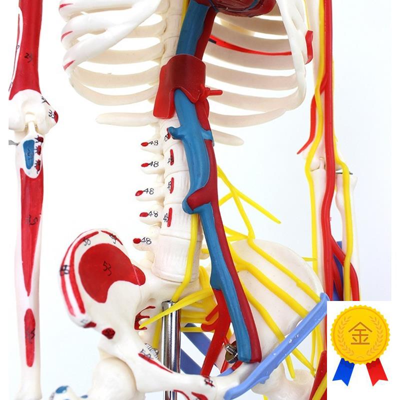 ENOVO颐e诺85CM医学人体骨骼模型肌肉起止点神经血管骨架人体模型