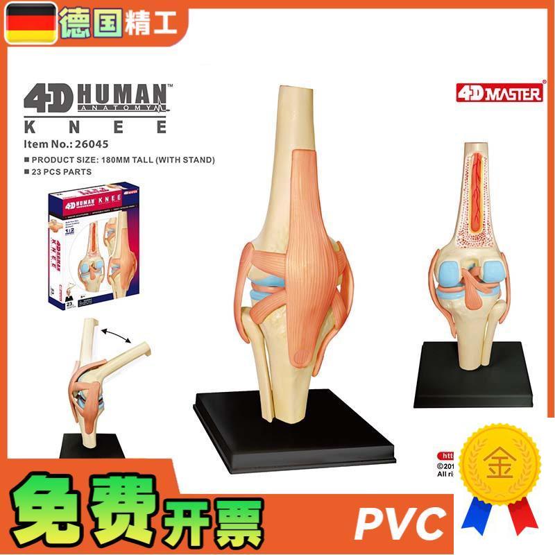 德国】4DMASTER人体t膝关节模型可拆小型关节解剖可弯曲骨科教学