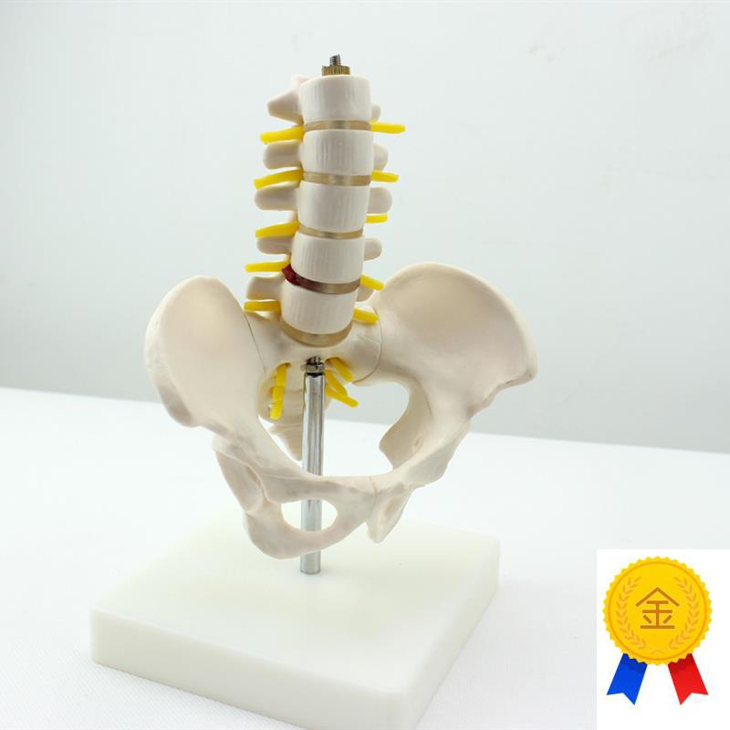 ENOVO颐诺迷你骨盆带五w节腰椎模型脊柱模型骨科模型骨骼标本人