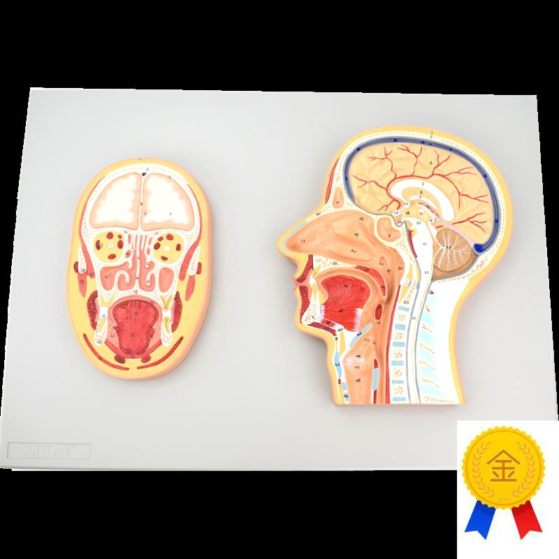 ENOVbO颐诺医学头部正中切面额切面模型正中矢状位断层标本人体断