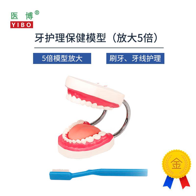 医博BIX-HY护理保健牙齿模型儿童早教刷牙模型口腔R教学幼儿园儿