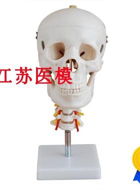 头骨带颈椎模型XVC-135