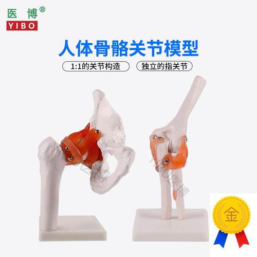 医博人体骨骼骨e架模型六大关节骨骼模型人体手骨骼模型髋关节骨