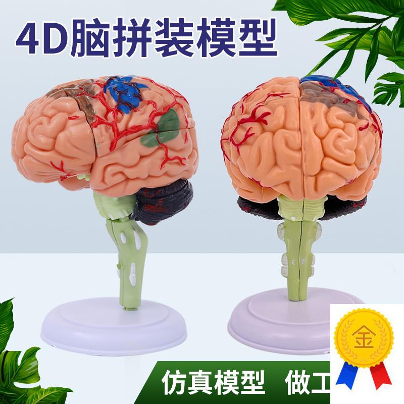 人体大脑解剖模型人体器官结构教学模G型4d小脑可拆装医院摆件讲