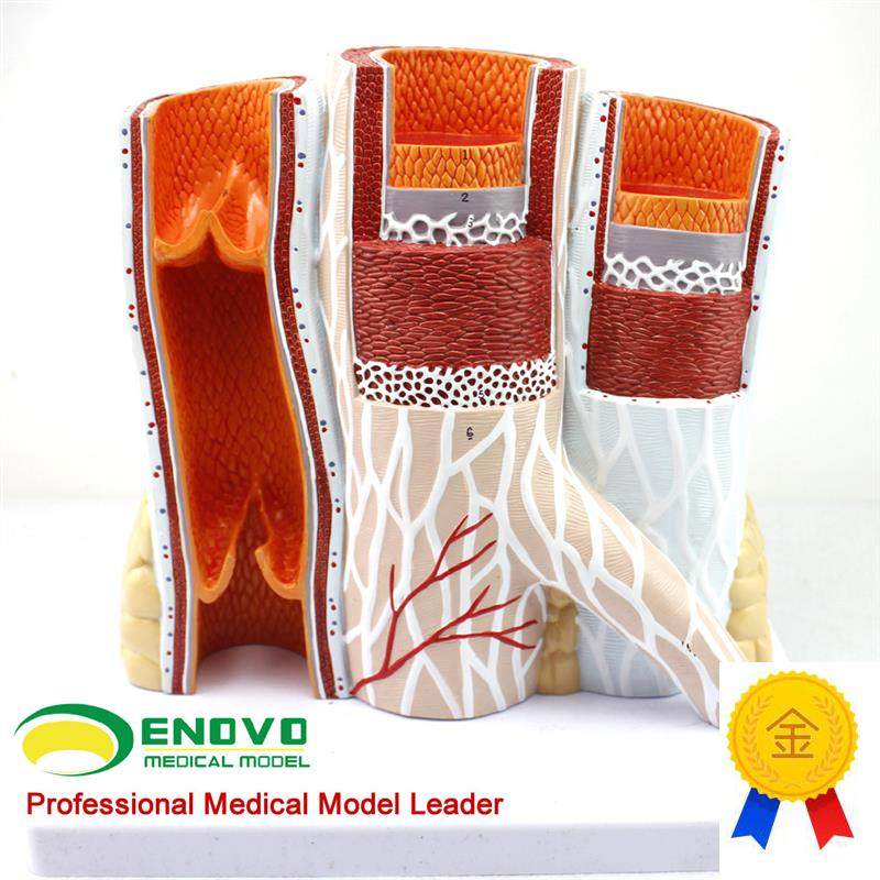 颐诺正品人体血管模型动脉与静脉解剖放大Q模型动脉静脉结构