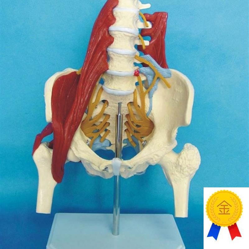 人体腰椎带肌肉模型盆骨腰间y盘突出产妇盆底肌修复演示骶骨骨骼