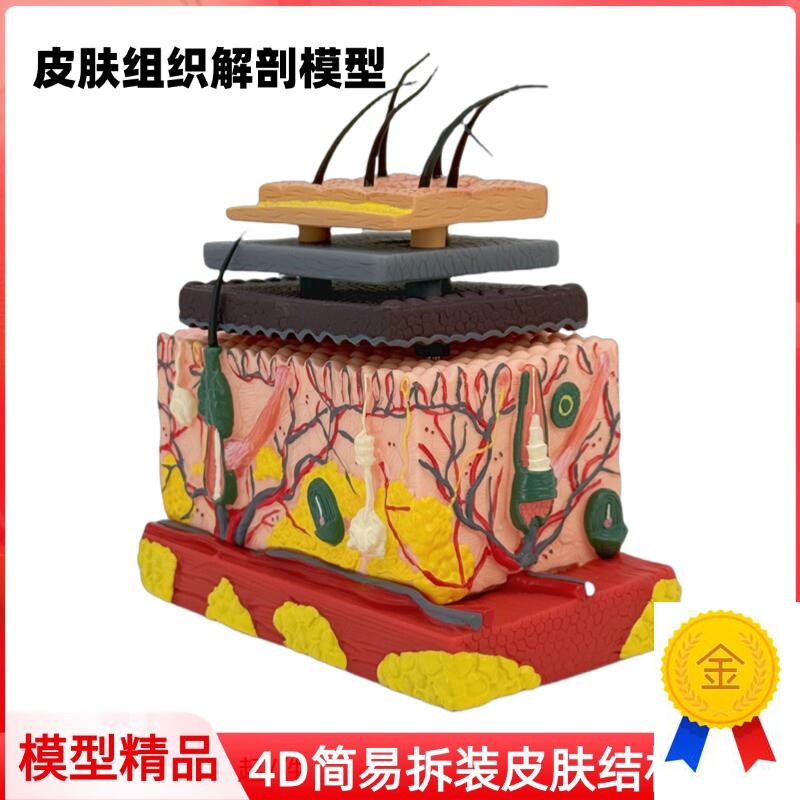 人体立体皮肤和毛发毛囊q结构组织拼装皮肤分层模型美容医院教学