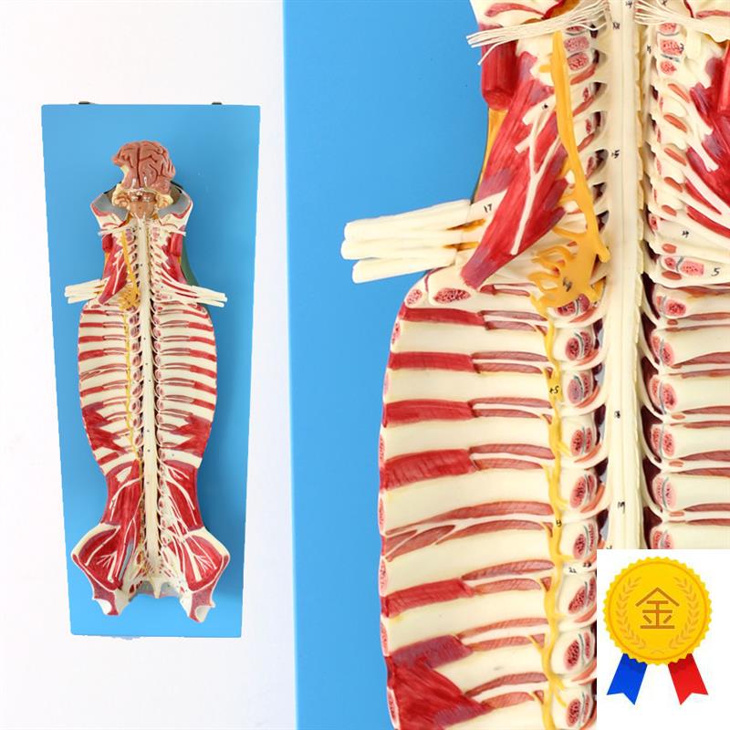 ENOVbO颐诺医学人体脊柱椎管解剖模型脊髓神经麻醉脊腰椎微创骨