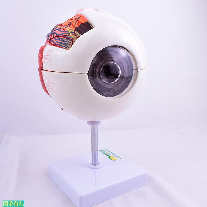 ENOVO颐诺版医学人体眼球解剖模型眼睛结构模型眼珠眼球眼角膜模