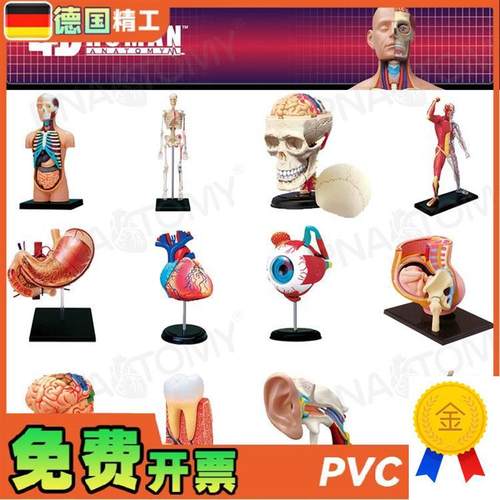 德国】4DMASTER人体解剖模型大脑心脏眼O球耳朵盆腔骨骼膝关节肌