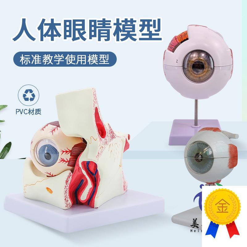人体眼球模型放大眼睛p眼球结构构造解剖模型教学仪器眼珠玩具医