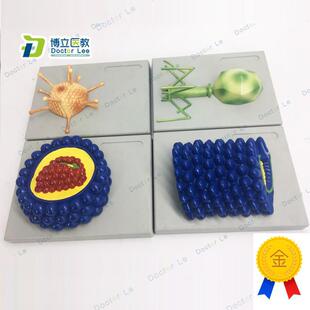 厂家直销微生物学病毒模型杆状病毒腺病毒L噬菌体病毒艾滋病毒学