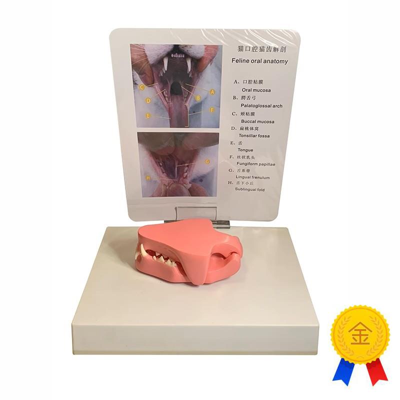 康泰模型猫科f口腔牙齿宠物医院兽医药促销礼品猫咪头骨标本高仿