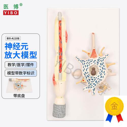 医博BIX-A1108神经元放大模C型神经元胞体神经纤维结构放大模型