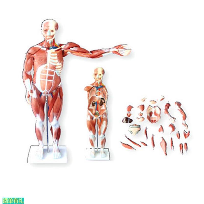 80CM人体肌肉模型医学教学模具