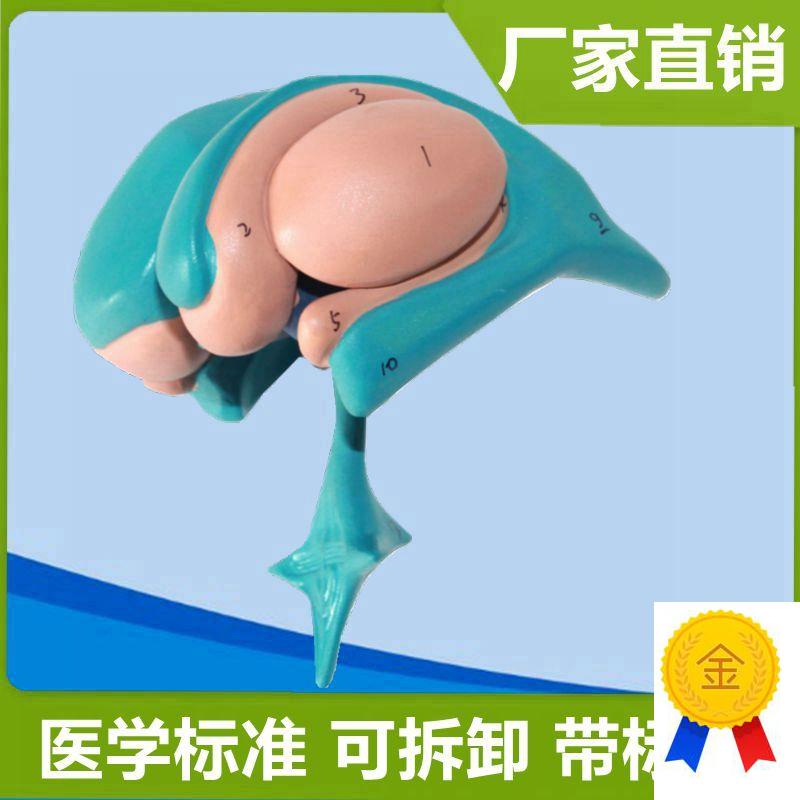 基底核模型神经节大脑中枢自y主运动间脑丘脑脑血管脑干小脑可拼