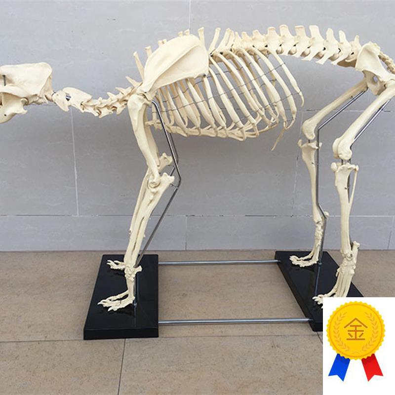 狗骨架动物e骨骼宠物兽医教学模型医学教具犬科教学畜牧厂家直销