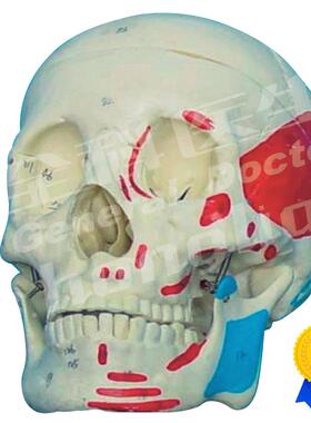 成人头颅骨肌肉q着色模型A11111/2