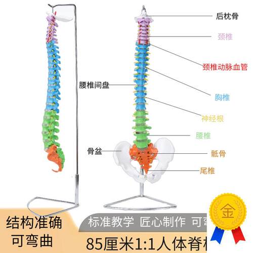 人体自然大脊柱模型1:1成人正骨练习脊K椎模型颈椎腰椎人体骨模型
