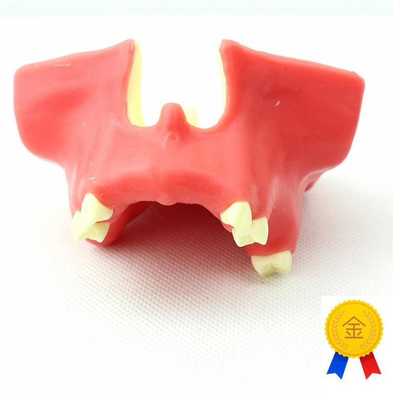 ENOVO颐诺牙医口腔即刻种植z培训上颌骨上颌窦底提升术操作模型口