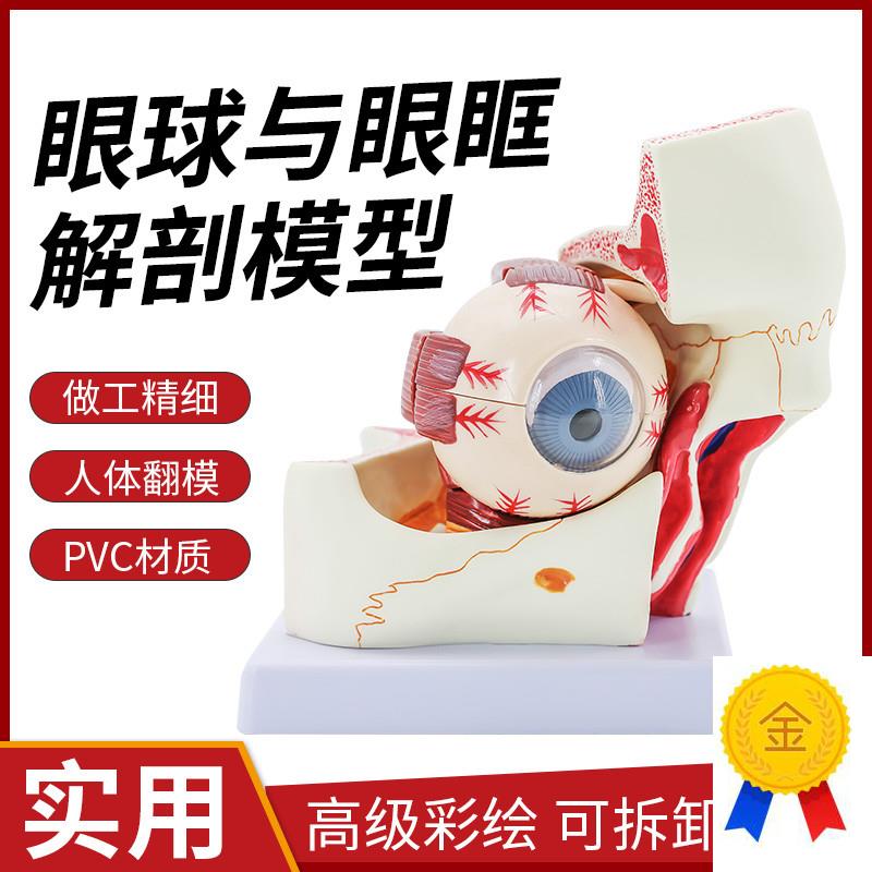 人体眼球与眼眶放大解剖模型眼球的E视神经和肌肉扩大3倍角膜虹膜