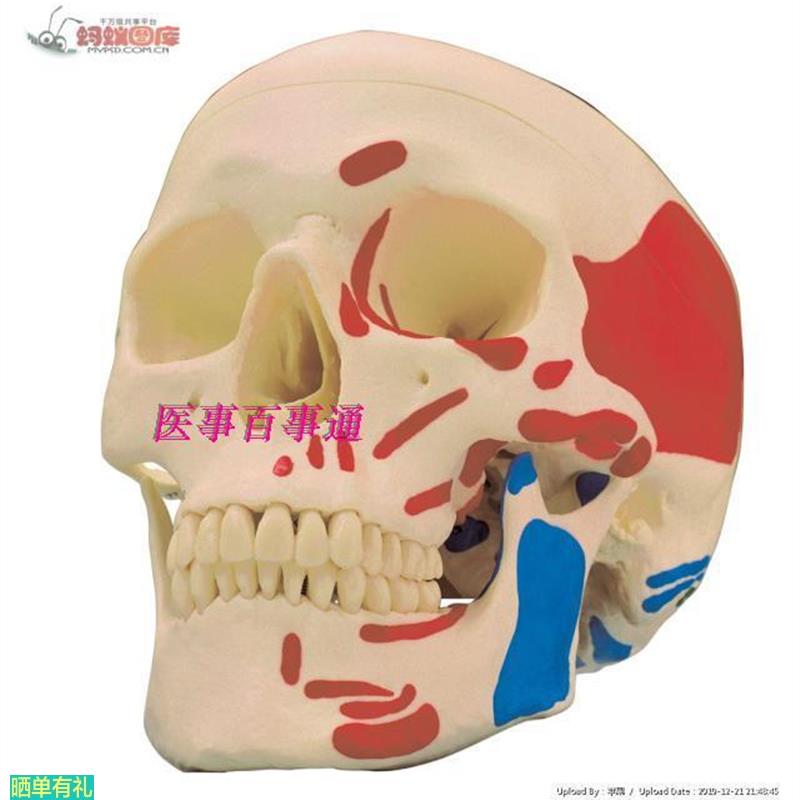 成人头颅骨肌肉着色模型,头骨模型,头颅骨带肌肉着色模型
