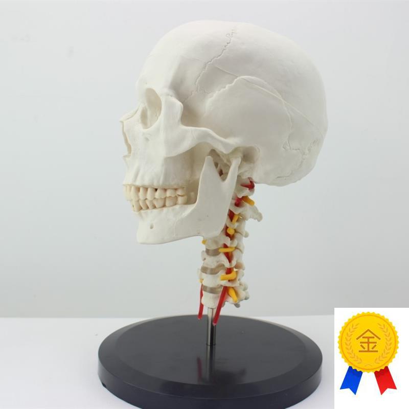 ENOVO颐诺人体头骨颅骨带颈椎模型头骨模型颈动脉颈Z椎模型枕骨