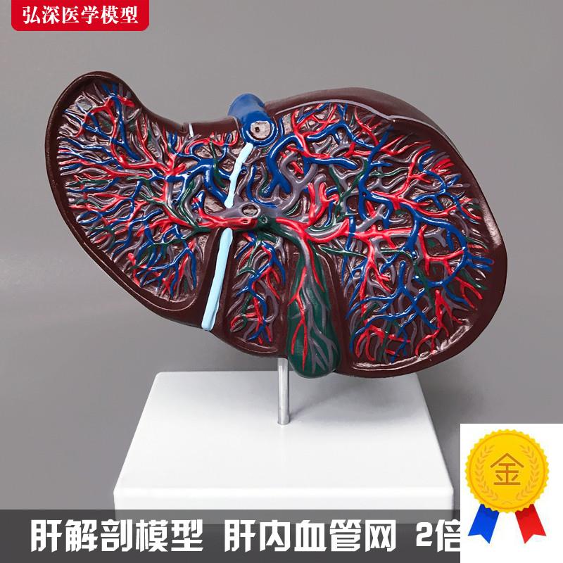 肝解剖模型2倍人体肝胆内脏消z化器官血管网结构胆囊医学教学模具