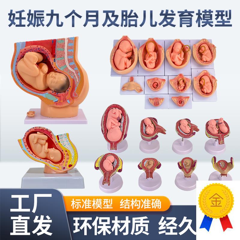 妇产科女性盆g腔附足月胎儿模型妊娠发育九个月胎儿子宫生殖模型