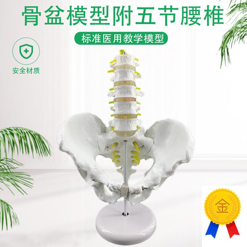 骨盆带五节腰椎模m型盆骨模型骨盆模型腰间盘突出脊椎模型包邮
