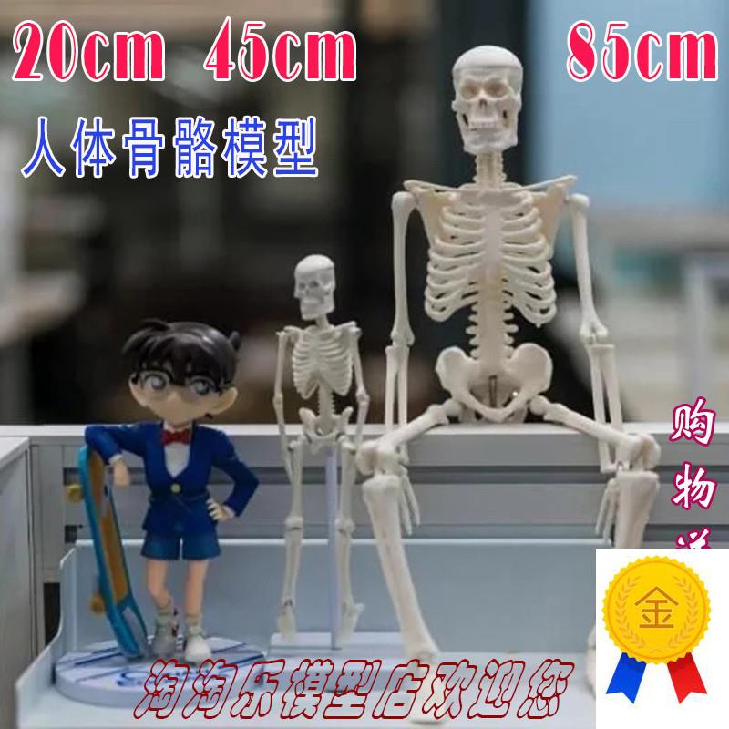人体骨骼20cm模型45全骨色8y5可拆卸医用教学瑜伽健身玩具骷髅骨