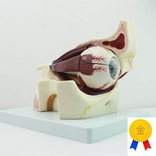 ENOVbO颐诺眼球眼眶解剖结构放大模型人体感觉器医学眼球模型眼