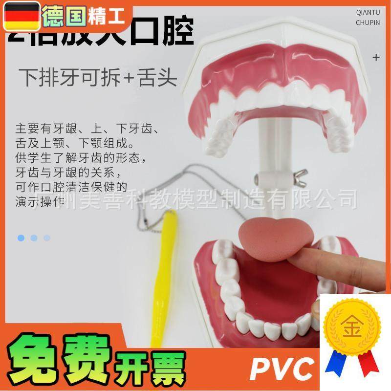 牙保健模型2倍口腔护理刷牙指导教学H仪器牙列牙齿儿童刷牙教具