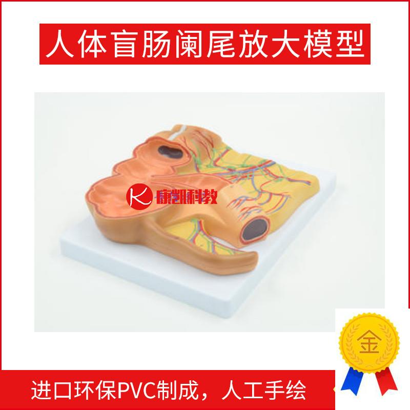 人体盲肠阑尾放大模型尾升结回肠血F管淋巴消化系统医用教学模型