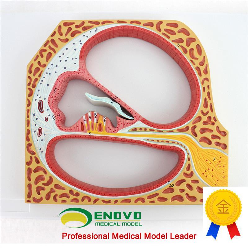 ENOVO颐诺人体螺旋器Corti器B科蒂氏器官耳鼻喉科耳朵模型医学内