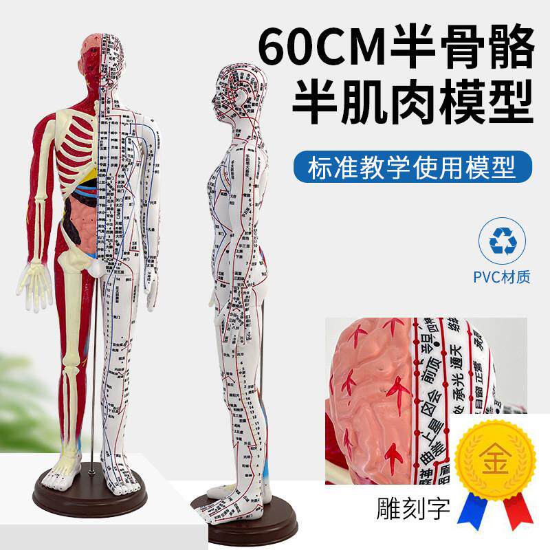 60cm人体针灸穴位模型t半肌肉骨骼内脏经络穴位针灸铜人经络模型