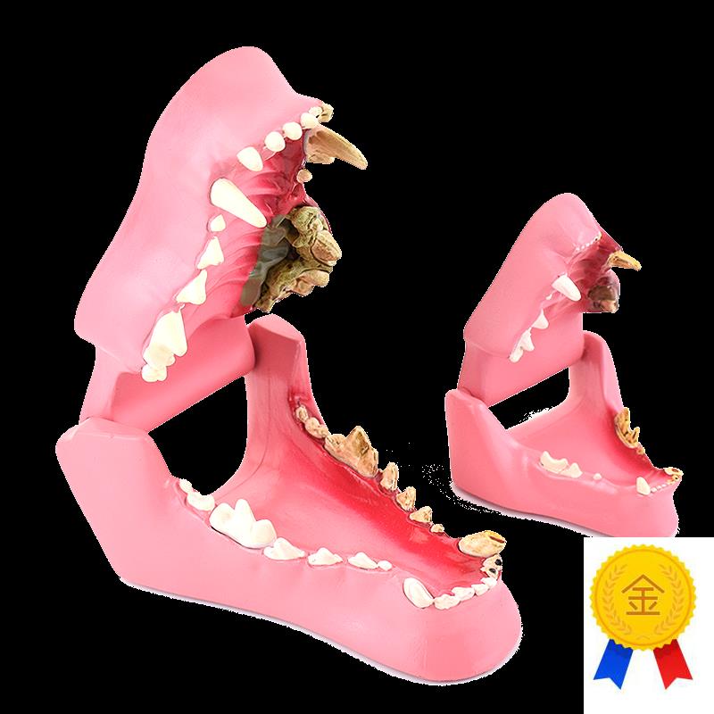 ENOVO颐诺狗k牙猫牙解剖犬齿猫科动物口腔牙齿正常病理模型