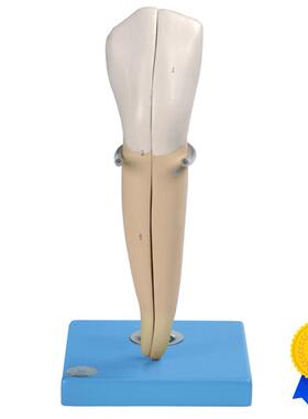 尖牙模型B10O004/2