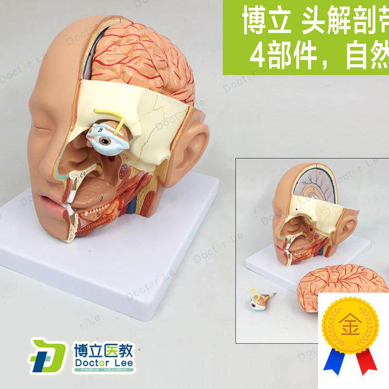 出口型人体头部解剖模型头带脑模型L耳鼻喉模型口腔模型