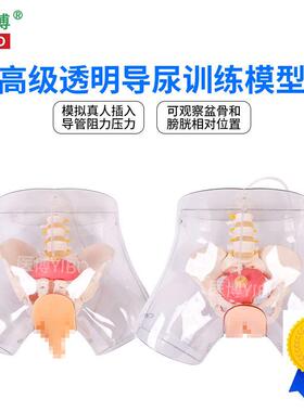 医博BIX-H4D高级透明女性导尿模型导C尿插管训练假人女性护理训练