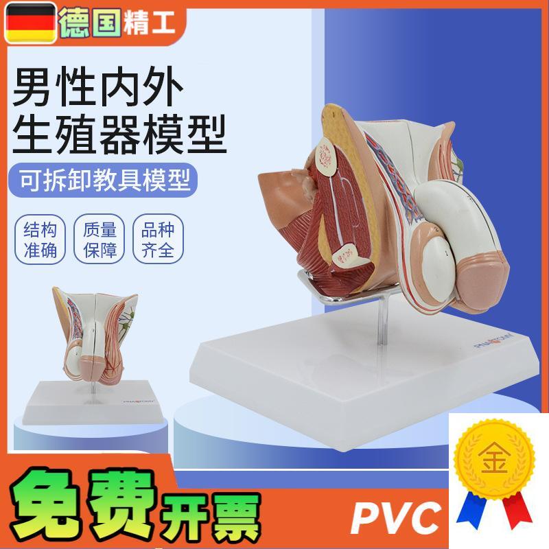 德国】男性生殖模型解剖模型生殖E泌尿系统男性内外生殖模型带支