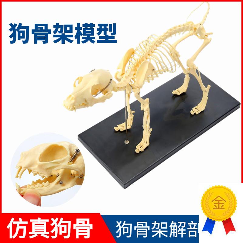 狗骨架动物犬骨骼兽医教学教v具动物模型猫骨架犬科教学宠物厂家