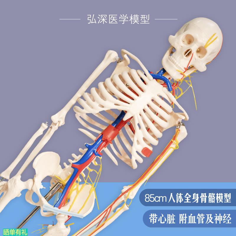 人体骨骼模型85cm全身骨架骷髅带心脏神经血管骨科医学生教学模具