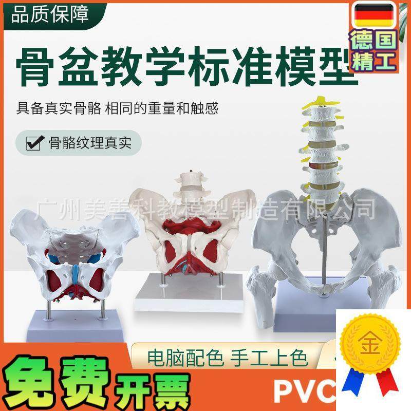 可活动女性e骨盆生殖器官模型盆腔盆底肌结构附盆底肌二节腰椎模