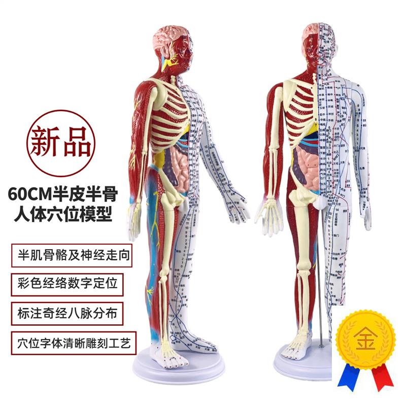 超清晰60CM人体针灸模型半肌肉骨骼内脏模型T中医经络穴位模型