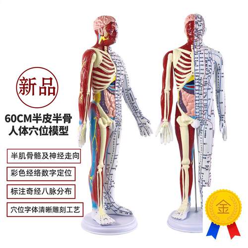 超清晰60CM人体针灸模型半肌肉骨骼内脏模型T中医经络穴位模型