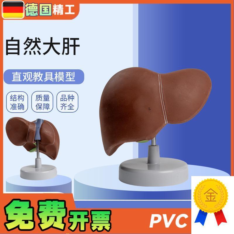 德国】自然大肝自然大医学教学模型人M体解剖模型肝胰解剖模